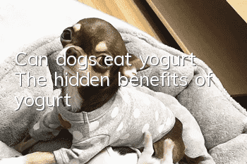 Can dogs eat yogurt? The hidden benefits of yogurt