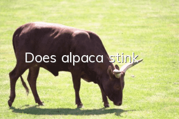 Does alpaca stink?