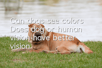 Can dogs see colors? Does dog or human vision have better vision?