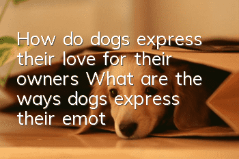 How do dogs express their love for their owners? What are the ways dogs express their emotions?
