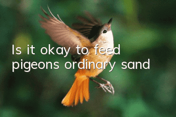 Is it okay to feed pigeons ordinary sand?
