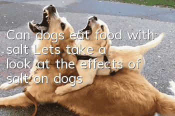 Can dogs eat food with salt? Let’s take a look at the effects of salt on dogs