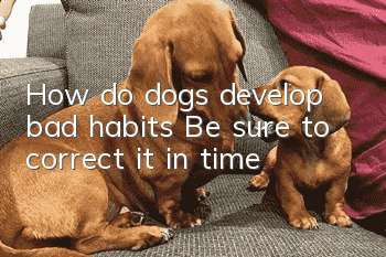 How do dogs develop bad habits? Be sure to correct it in time!