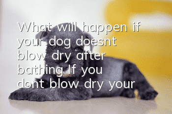 What will happen if your dog doesn’t blow dry after bathing? If you don’t blow dry your dog, he or she will easily suffer from skin diseases.