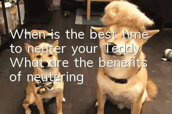 When is the best time to neuter your Teddy? What are the benefits of neutering?
