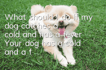 What should I do if my dog catches a cold and has a fever? Your dog has a cold and a fever, so why don’t you cool it down quickly?