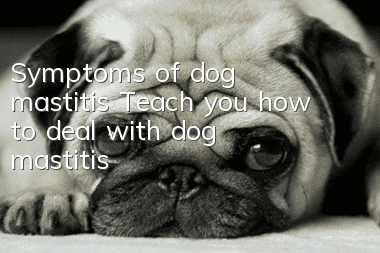 Symptoms of dog mastitis Teach you how to deal with dog mastitis