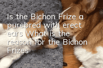 Is the Bichon Frize a purebred with erect ears? What is the reason for the Bichon Frize's flying ears?