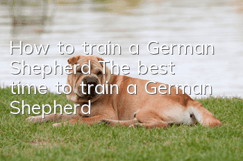 How to train a German Shepherd? The best time to train a German Shepherd!