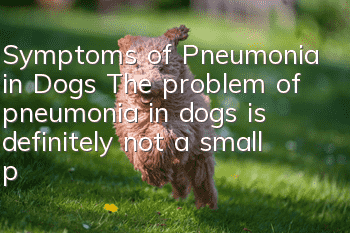 Symptoms of Pneumonia in Dogs The problem of pneumonia in dogs is definitely not a small problem!