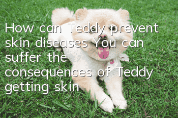 How can Teddy prevent skin diseases? You can suffer the consequences of Teddy getting skin diseases!