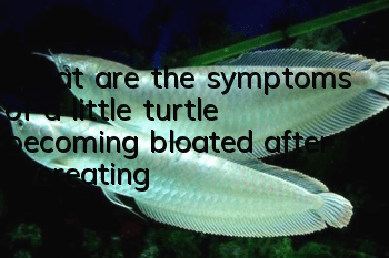 What are the symptoms of a little turtle becoming bloated after overeating?