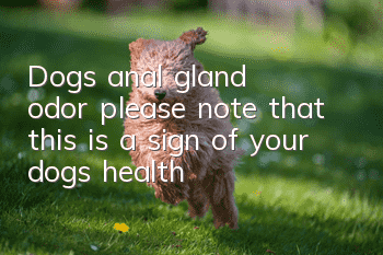 Dog’s anal gland odor, please note that this is a sign of your dog’s health!