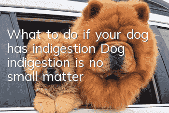 What to do if your dog has indigestion? Dog indigestion is no small matter!