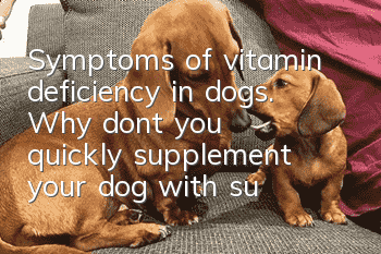 Symptoms of vitamin deficiency in dogs. Why don’t you quickly supplement your dog with such important vitamins?