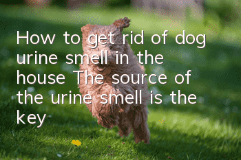 How to get rid of dog urine smell in the house? The source of the urine smell is the key