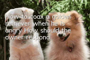 How to coax a golden retriever when he is angry? How should the owner respond?