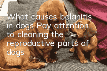What causes balanitis in dogs? Pay attention to cleaning the reproductive parts of dogs