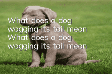 What does a dog wagging its tail mean? What does a dog wagging its tail mean?