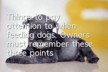 Things to pay attention to when feeding dogs. Owners must remember these three points