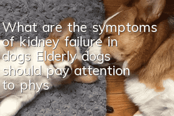 What are the symptoms of kidney failure in dogs? Elderly dogs should pay attention to physical examination