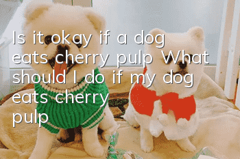Is it okay if a dog eats cherry pulp? What should I do if my dog ​​eats cherry pulp?