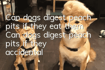 Can dogs digest peach pits if they eat them? Can dogs digest peach pits if they accidentally eat them?