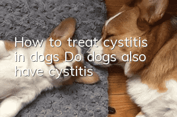 How to treat cystitis in dogs? Do dogs also have cystitis?