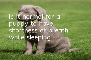 Is it normal for a puppy to have shortness of breath while sleeping?