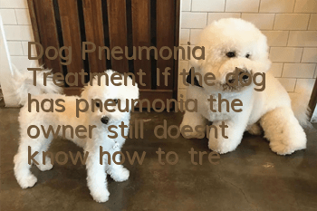 Dog Pneumonia Treatment If the dog has pneumonia, the owner still doesn’t know how to treat it!