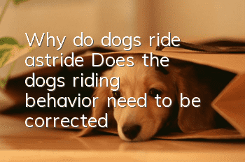 Why do dogs ride astride? Does the dog’s riding behavior need to be corrected?