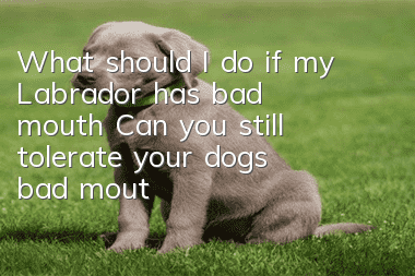 What should I do if my Labrador has bad mouth? Can you still tolerate your dog’s bad mouth?