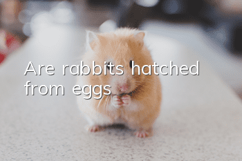 Are rabbits hatched from eggs?
