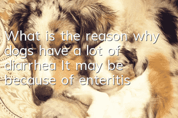 What is the reason why dogs have a lot of diarrhea? It may be because of enteritis!