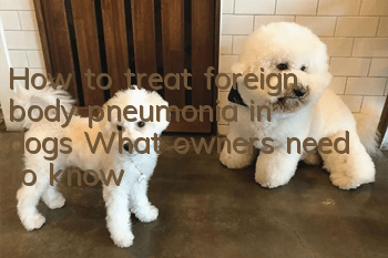 How to treat foreign body pneumonia in dogs? What owners need to know