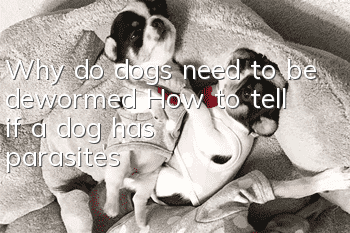 Why do dogs need to be dewormed? How to tell if a dog has parasites?