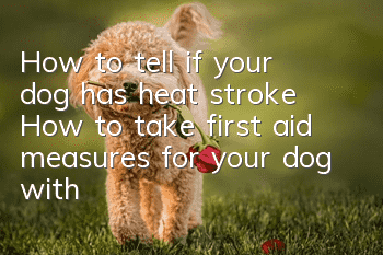 How to tell if your dog has heat stroke? How to take first aid measures for your dog with heat stroke?