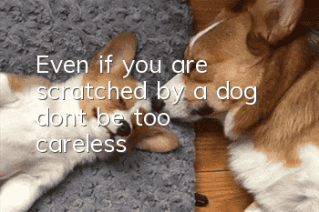 Even if you are scratched by a dog, don’t be too careless!