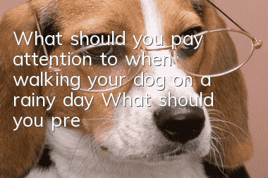 What should you pay attention to when walking your dog on a rainy day? What should you prepare when going out on a rainy day?