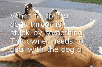 What to do if a dog's throat is stuck by something? The owner needs to deal with the dog quickly