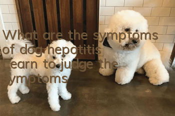 What are the symptoms of dog hepatitis? Learn to judge the symptoms