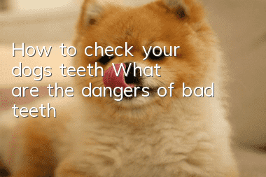 How to check your dog’s teeth? What are the dangers of bad teeth?