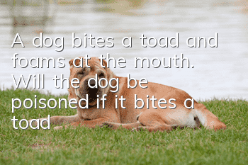 A dog bites a toad and foams at the mouth. Will the dog be poisoned if it bites a toad?
