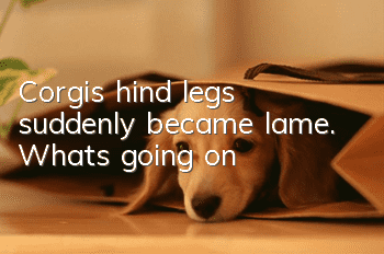 Corgi's hind legs suddenly became lame. What's going on?