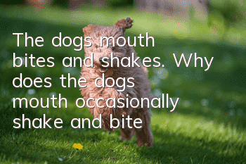 The dog's mouth bites and shakes. Why does the dog's mouth occasionally shake and bite?