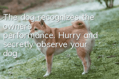 The dog recognizes the owner's performance. Hurry and secretly observe your dog!