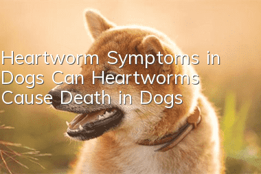 Heartworm Symptoms in Dogs Can Heartworms Cause Death in Dogs?