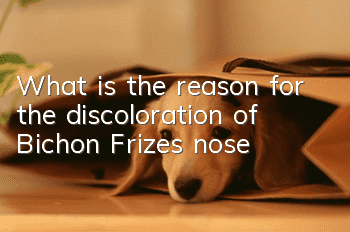 What is the reason for the discoloration of Bichon Frize’s nose?