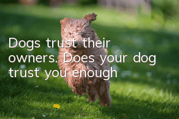 Dogs trust their owners. Does your dog trust you enough?