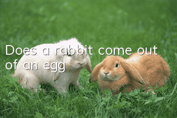 Does a rabbit come out of an egg?